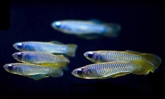 Aplocheilichthys normani 2-2,2cm